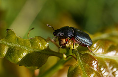Käfer . Coleoptera