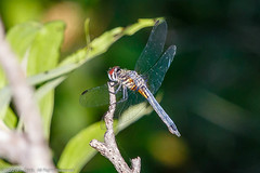 DRAGONFLIES - Swift Long-winged Skimmer