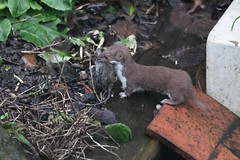 Stoats and weasels