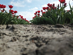 2021-NL 04 Apr 27 Wouw Tulips