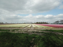 2021-NL 04 Hyacinten Roosendaal