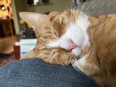 Pumpkin the Ginger Cat happily on my lap!