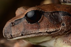 Australian Ground Frogs (Myobatrachidae)