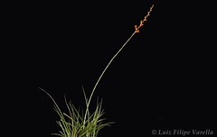 Dyckia remotiflora - 2021