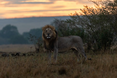 Löwen / Lions