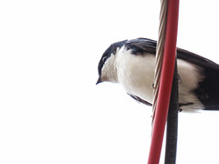 Andorinha-pequena-de-casa/Blue-and-white Swallow
