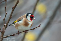 Chardonneret élégant - European goldfinch