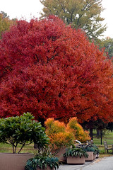 US National Arboretum fall color 6