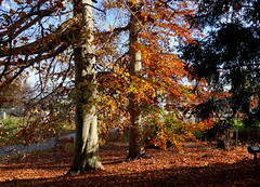 US National Arboretum fall color 8