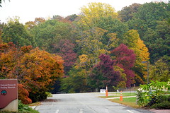 US National Arboretum fall color 7