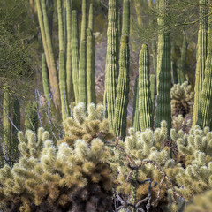 Organ Pipe Cactus National Monument"