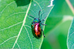 INSECTS - Japanese Beetle
