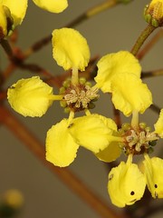 MALPIGHIACEAE - Heteropterys rhopalifolia
