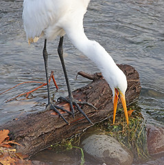 Egrets at Nur Pon