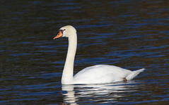 Swan at Nur Pon