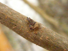 Celtis australis