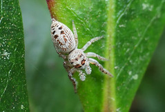 SPIDER:  Cyclops Jumping Spider (Opisthoncus polyphemus)