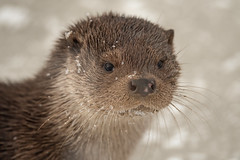 | Eurasian Otter | Denmark | 17-12-2022 |