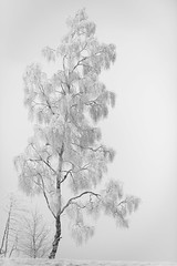 tree / Baum