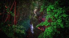 Woodland / nature / streams