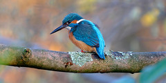 Kingfisher / Martin Pecheur