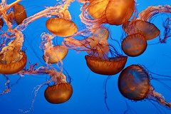 Mesmerizing World of Jellyfish
