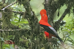 Bird Families: Cotingas (Cotingidae)