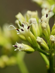 ASTERACEAE - Mikania officinalis