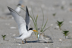 Birds - Terns