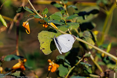 BUTTERFLIES - Cabbage White