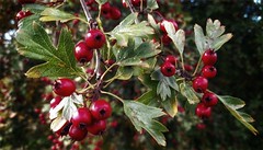 Tree Fruit / Berries