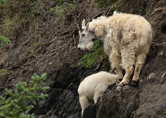 Rocky Mountain Goats (aka Mountain Goats)