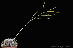 Dyckia pseudodelicata