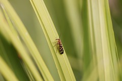 11-5-2022 Sandhills Scorpionfly (Panorpa rufa)