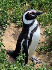 Punta Tombo Magellanic Penguins