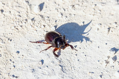 10-22-2022 Ox Beetle (Strategus aloeus)