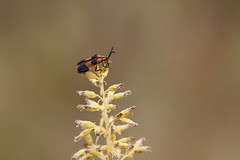11-5-2022 Banded Net-winged Beetle (Caenia dimidiata)
