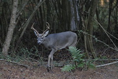 11-13-2022 White-tailed Deer (Odocoileus virginianus)- Buck