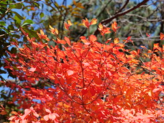 Fall foliage 2022, Asukano @Nara,Dec2022
