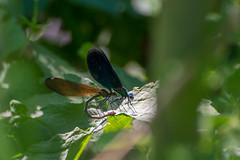 Dragonflies and damselflies