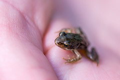 Frogs, toads and lizards