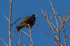 Starlings and orioles