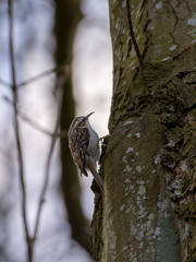 Treecreepers and nuthatches