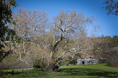 Oak, Andrew Molera State Park