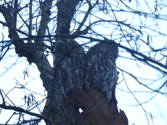 Kattuggla (Tawny owl)
