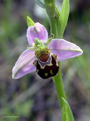Stockport's Bee Orchids