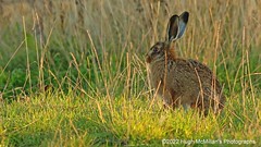Brown Hare