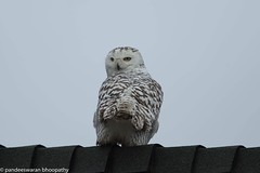 Snowy Owl in Orange County