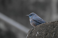 藍磯鶇 Monticola solitarius