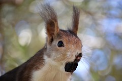 Squirrels - Ardillas